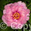 Paeonia itoh First Arrival - Bag