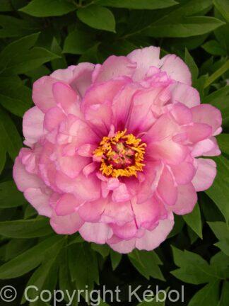 Paeonia itoh First Arrival - Case