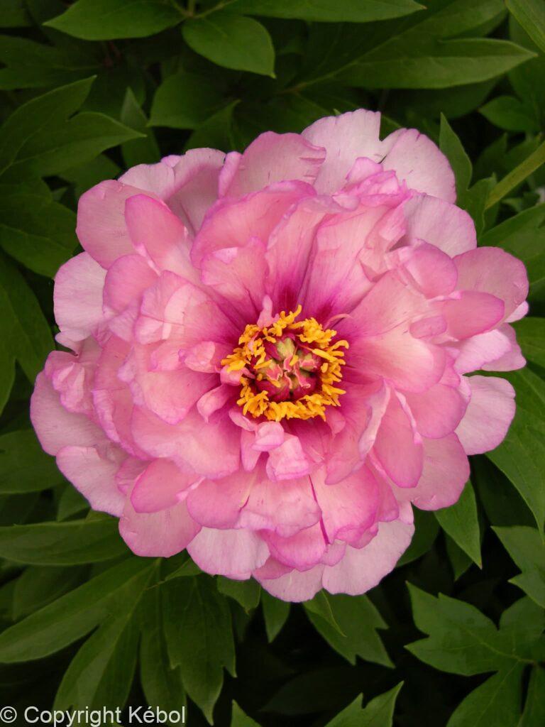 Paeonia itoh First Arrival - Bag