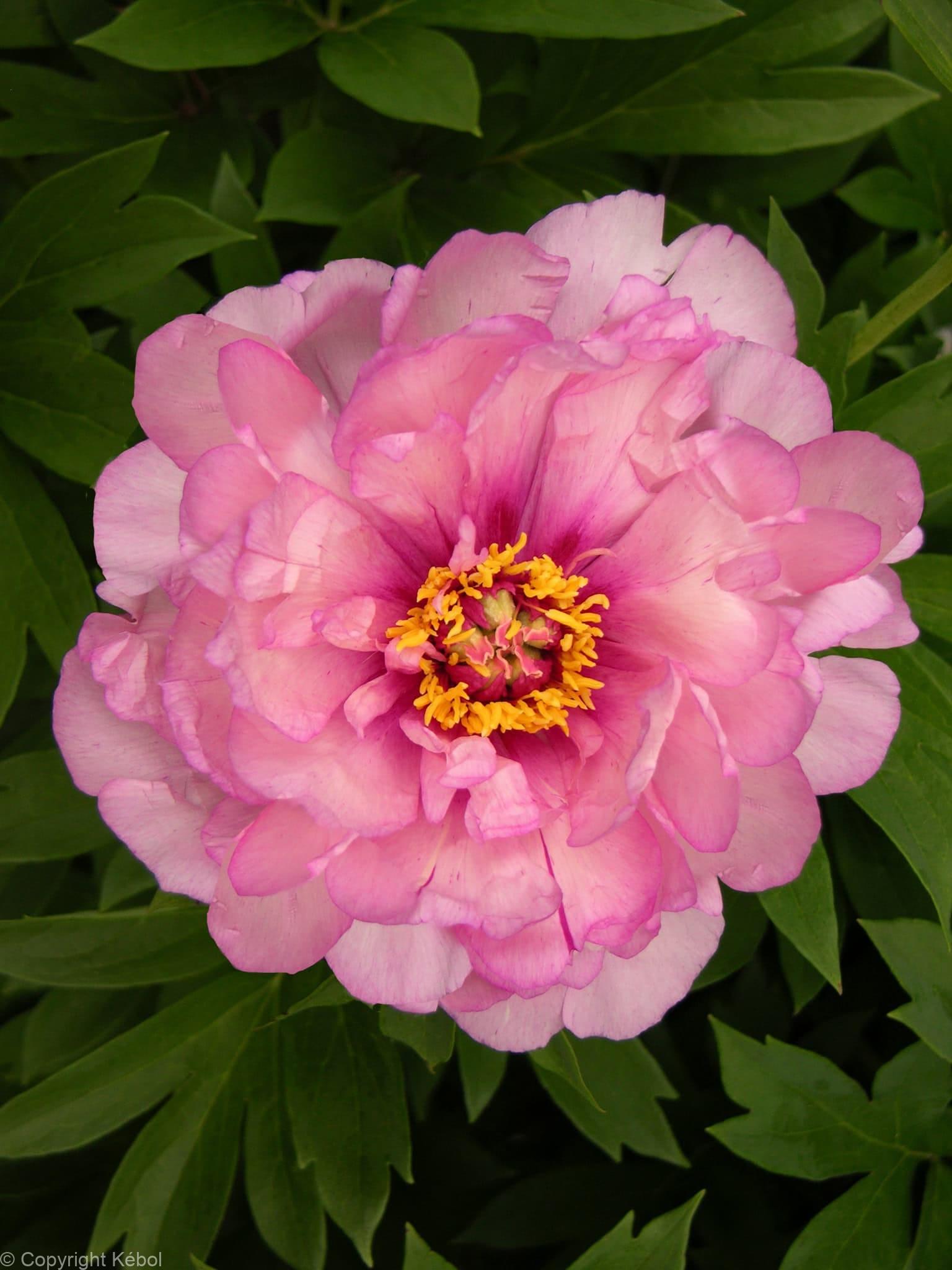 Paeonia itoh First Arrival - Case