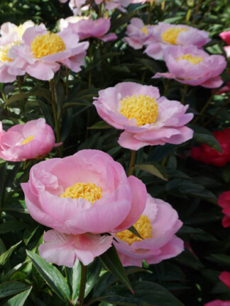 Paeonia  Garden Lace