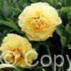 Paeonia itoh Garden Treasure - Bag