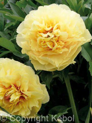 Paeonia itoh Garden Treasure - Case
