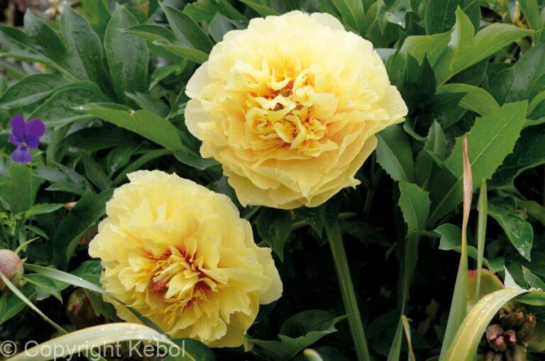Paeonia itoh Garden Treasure - Bag