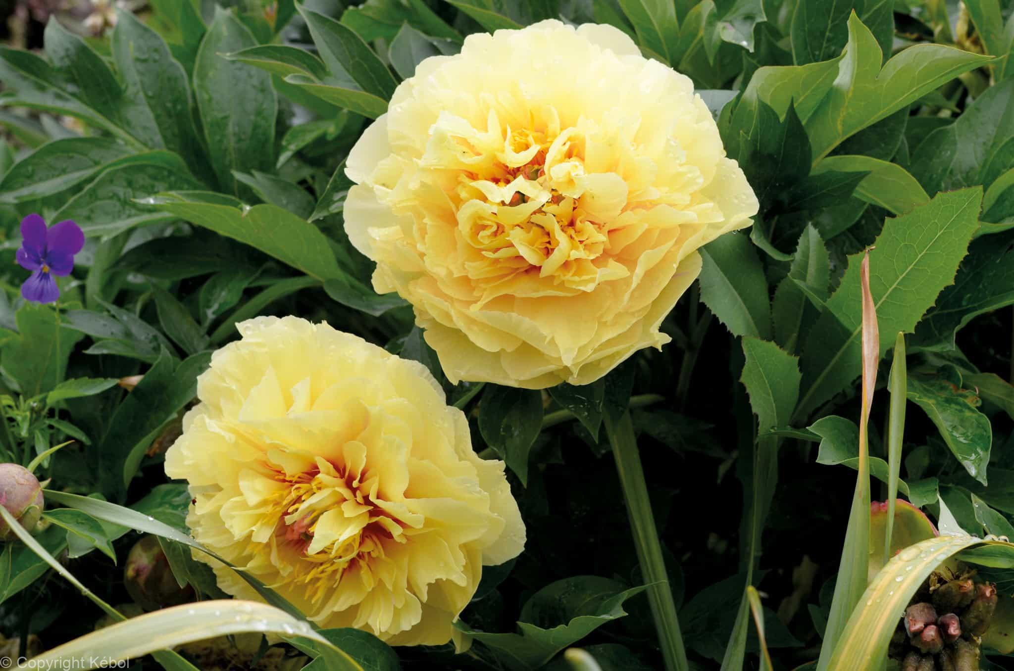 Paeonia itoh Garden Treasure - Case