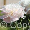 Paeonia Gardenia