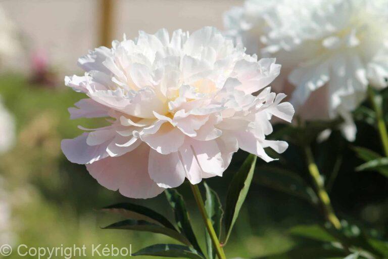 Paeonia lactiflora (D) Gardenia - Bag