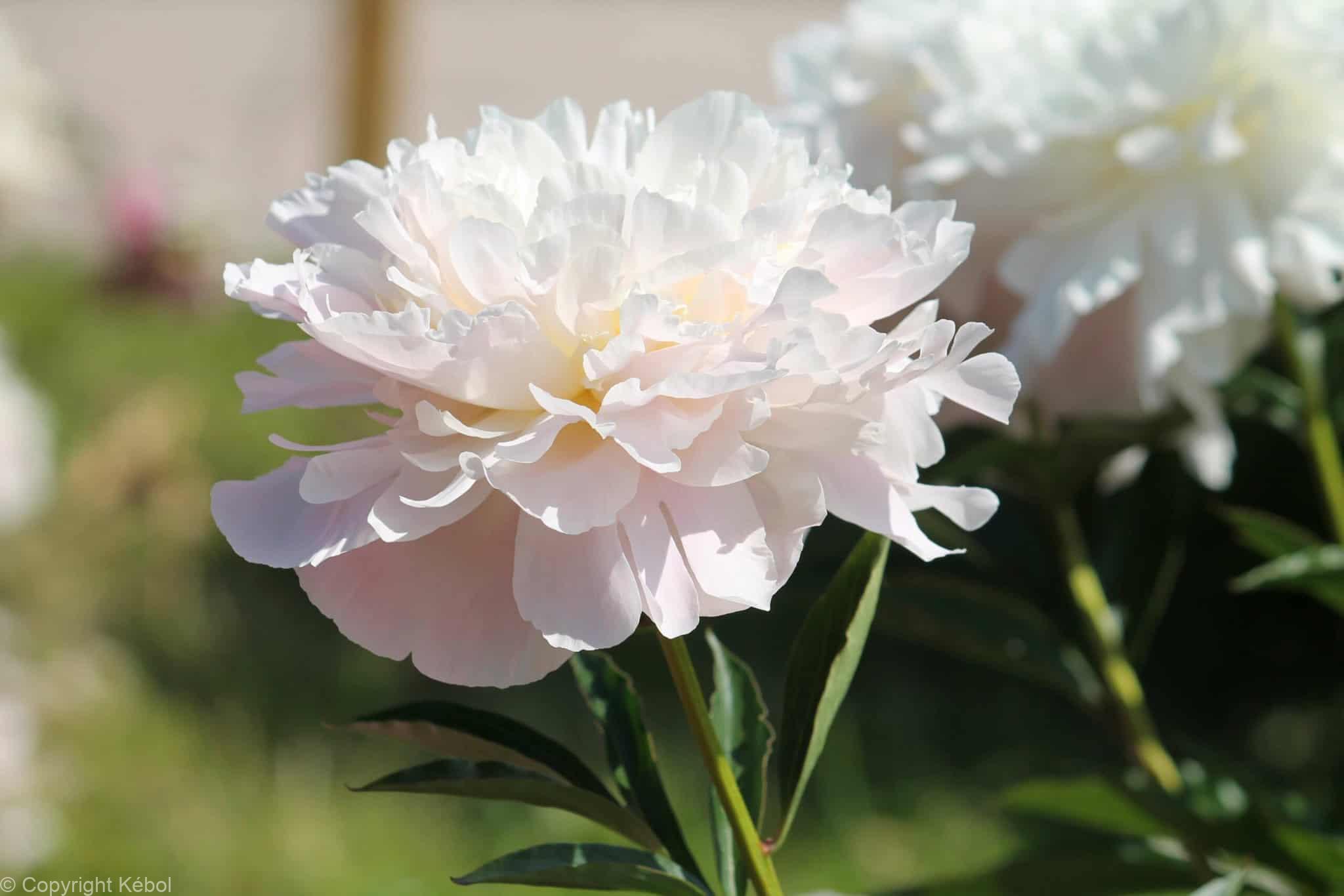 Paeonia lactiflora (D) Gardenia - Case