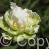 Paeonia lactiflora (D) Green Halo - Bag