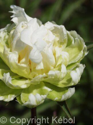 Paeonia lactiflora (D) Green Halo - Bag