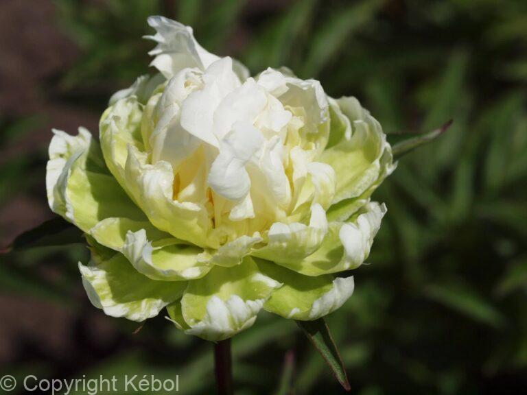Paeonia lactiflora (D) Green Halo - Bag