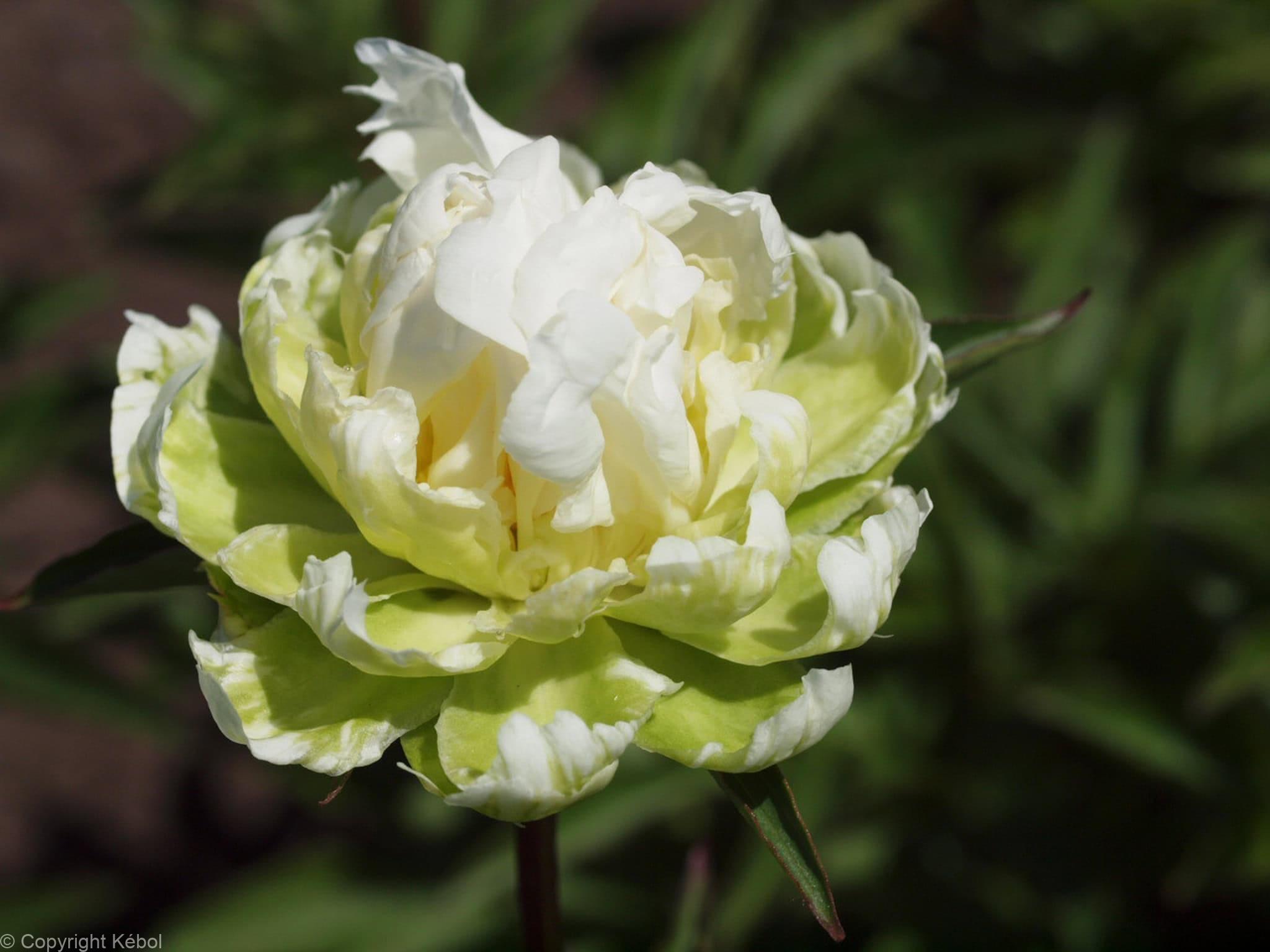 Paeonia lactiflora (D) Green Halo - Bag
