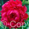 Paeonia Lactiflora (D) Henry Bockstoce - Bag
