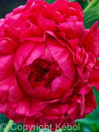 Paeonia Lactiflora (D) Henry Bockstoce - Bag
