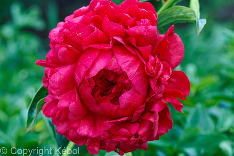 Paeonia Lactiflora (D) Henry Bockstoce - Bag