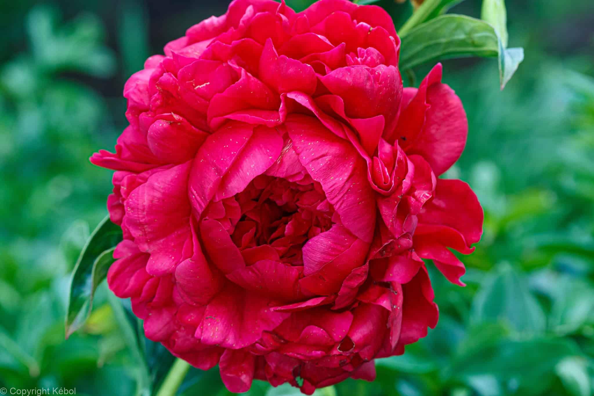 Paeonia Lactiflora (D) Henry Bockstoce - Bag