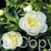 Paeonia lactiflora (S) Immaculée - Bag