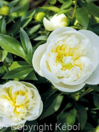 Paeonia lactiflora (S) Immaculée - Bag