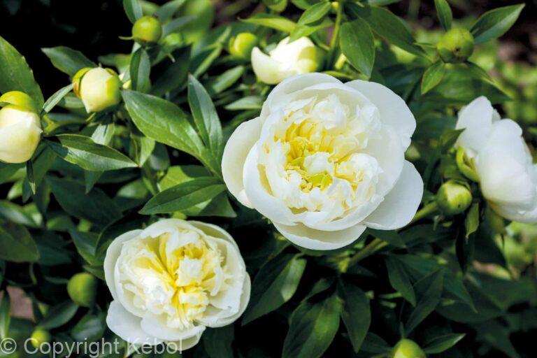 Paeonia lactiflora (S) Immaculée - Bag