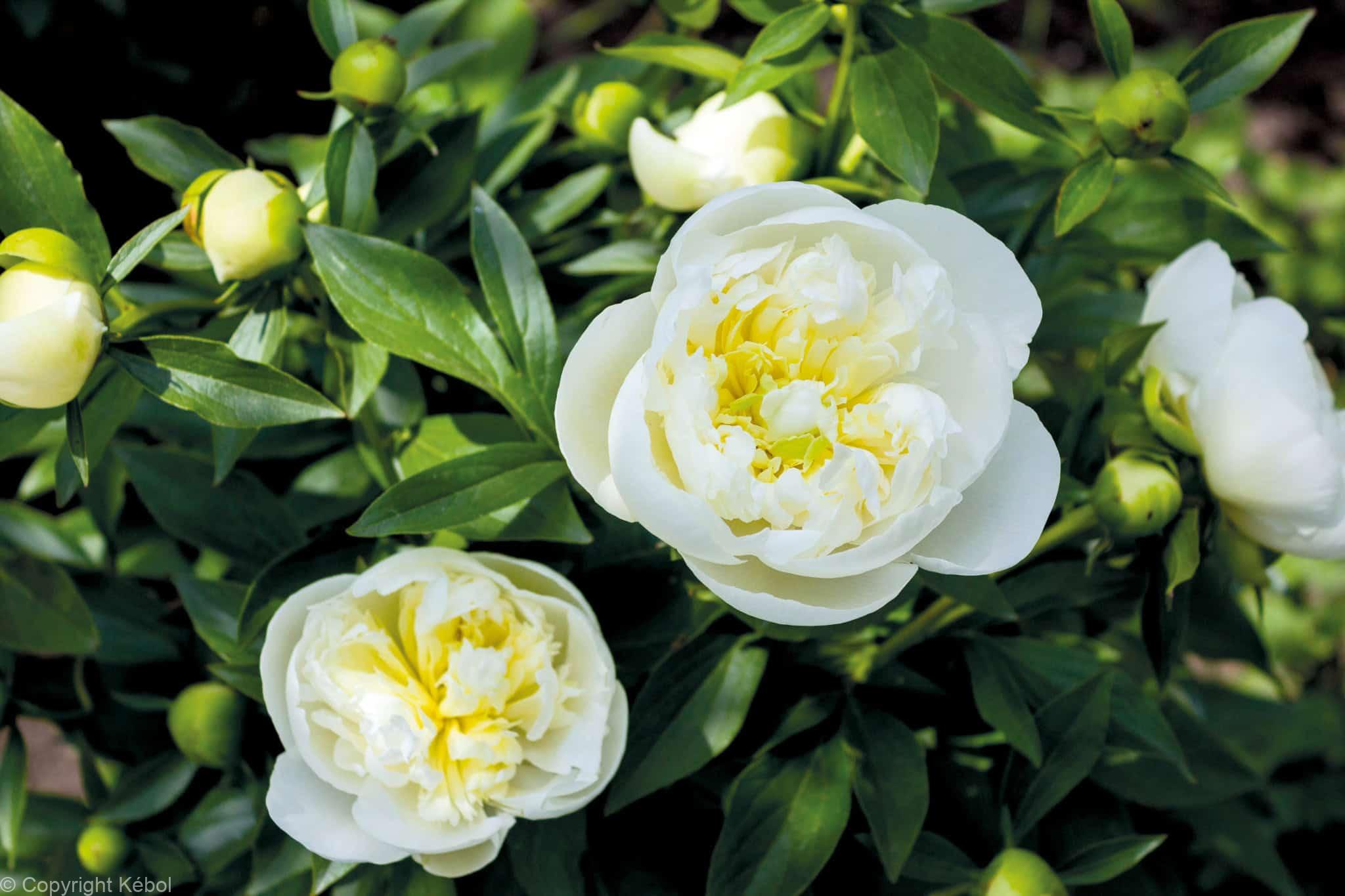 Paeonia lactiflora (S) Immaculée - Case