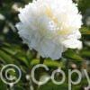 Paeonia lactiflora (D) Ivory Victory - Bag
