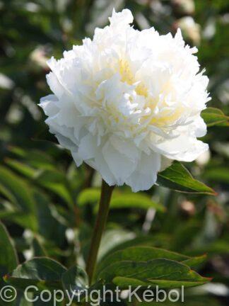 Paeonia lactiflora (D) Ivory Victory - Bag