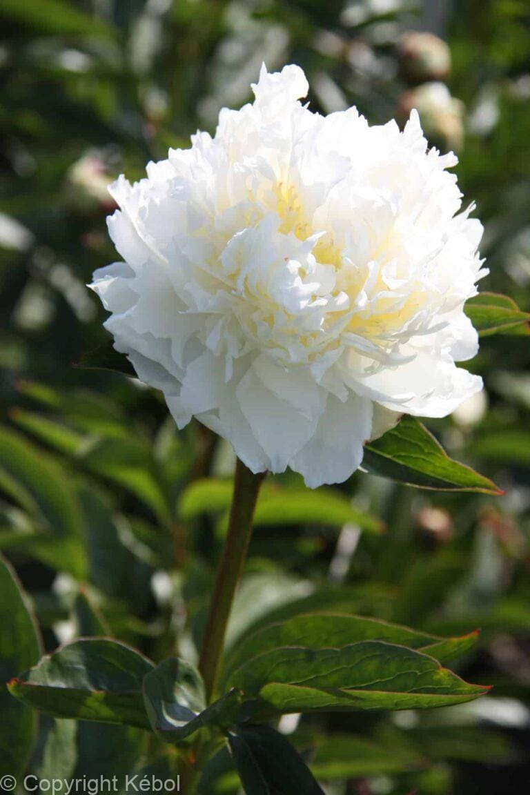 Paeonia lactiflora (D) Ivory Victory - Bag