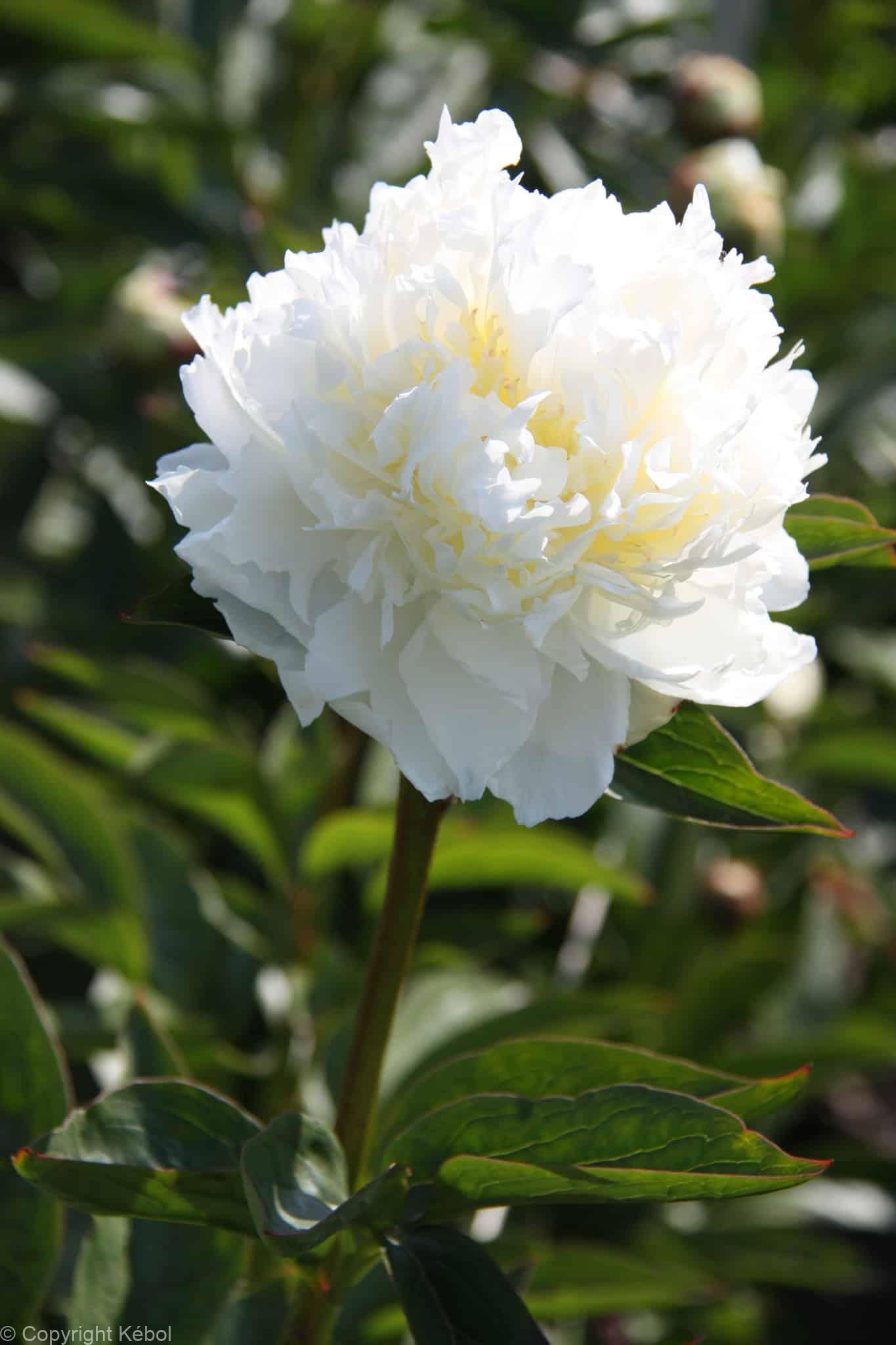 Paeonia lactiflora (D) Ivory Victory - Bag