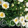 Paeonia lactiflora (S) Jan van Leeuwen - Bag