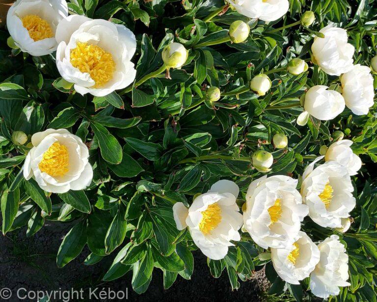 Paeonia lactiflora (S) Jan van Leeuwen - Bag