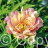 Paeonia itoh Julia Rose - Bag
