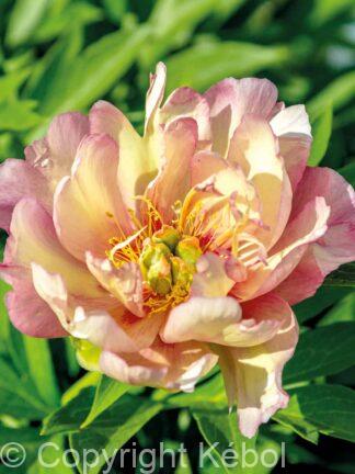 Paeonia itoh Julia Rose - Case