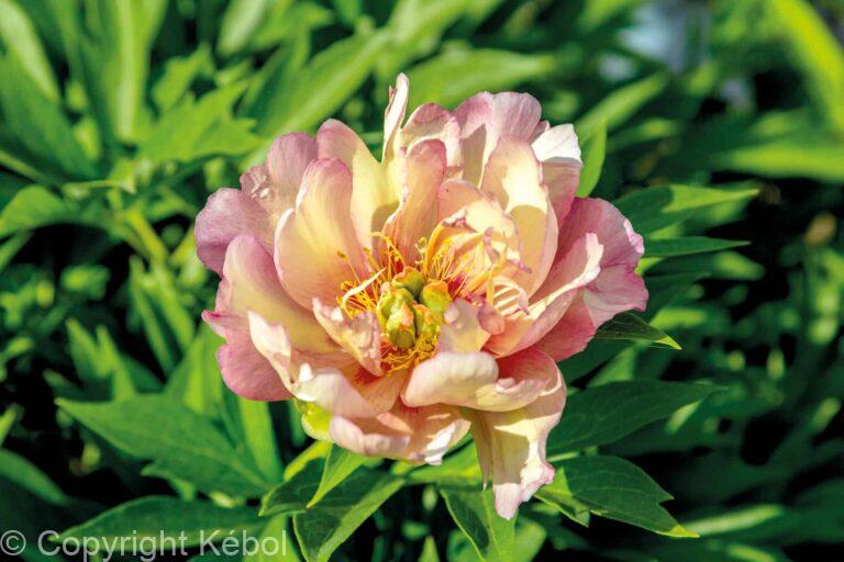Paeonia itoh Julia Rose - Bag
