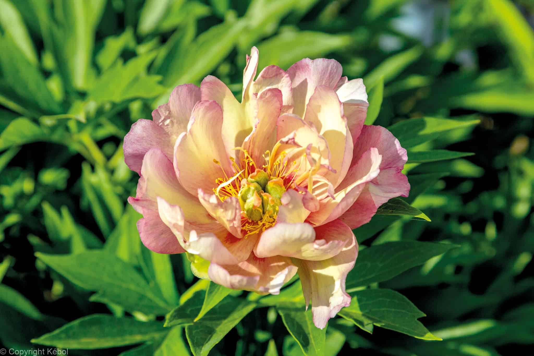 Paeonia itoh Julia Rose - Bag
