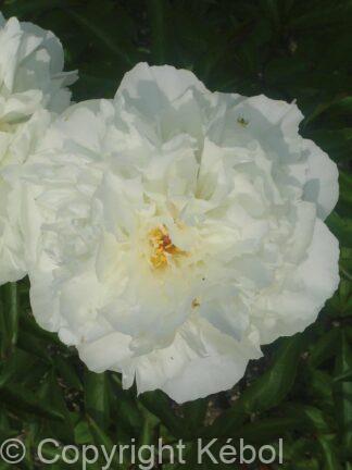 Paeonia lactiflora (D) Kelway's Glorious - Bag