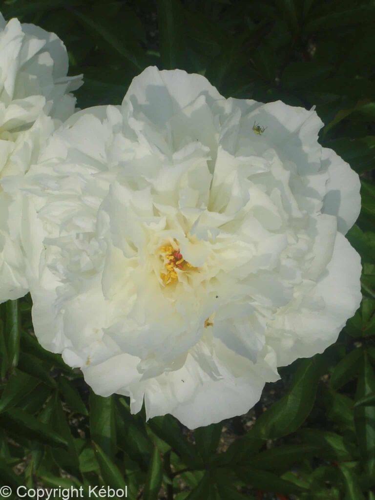 Paeonia lactiflora (D) Kelway's Glorious - Bag