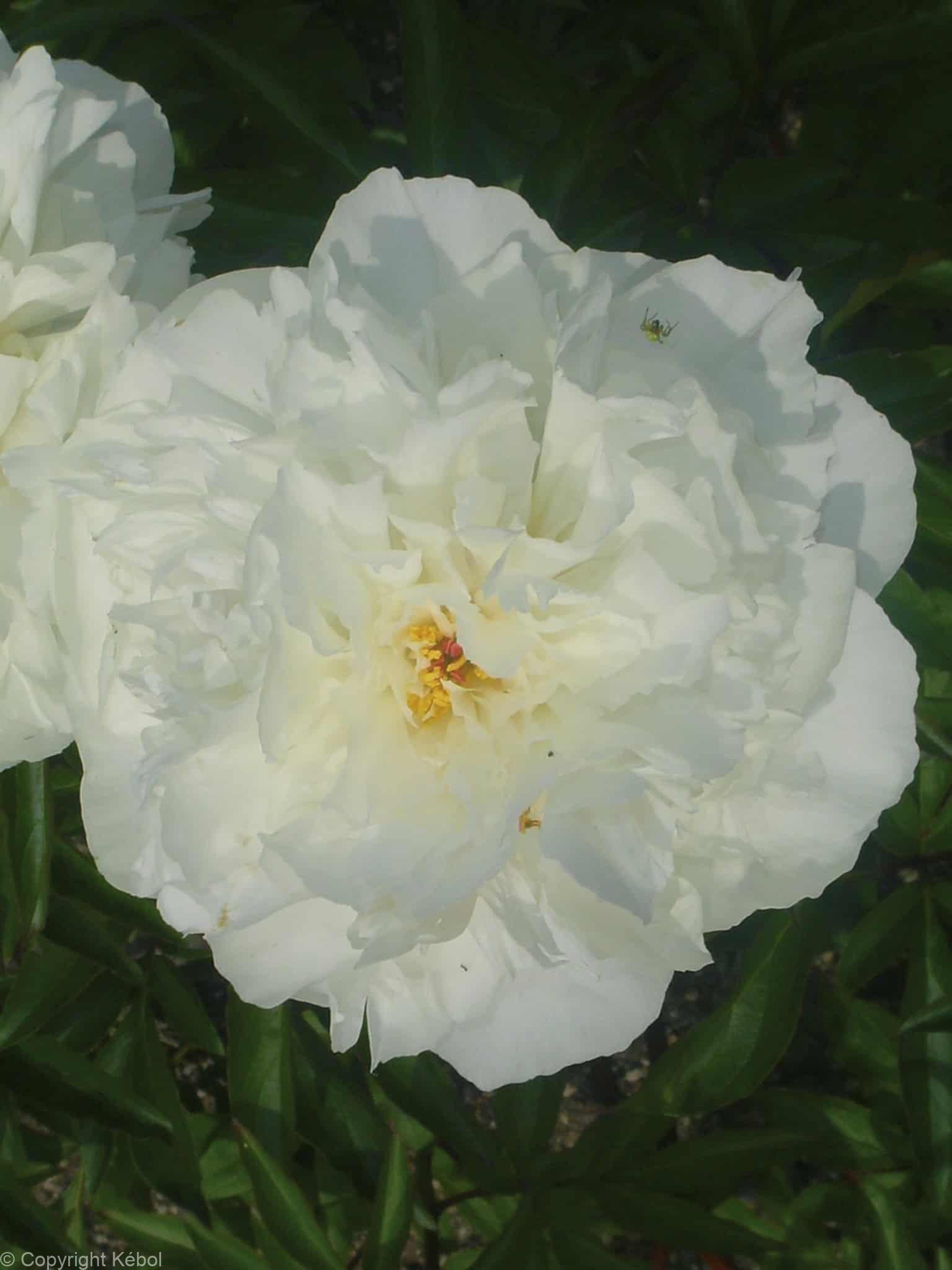 Paeonia lactiflora (D) Kelway's Glorious - Bag