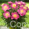 Paeonia lactiflora (S) Kiev - Bag