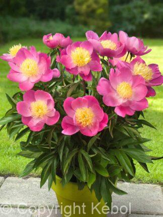 Paeonia lactiflora (S) Kiev - Bag