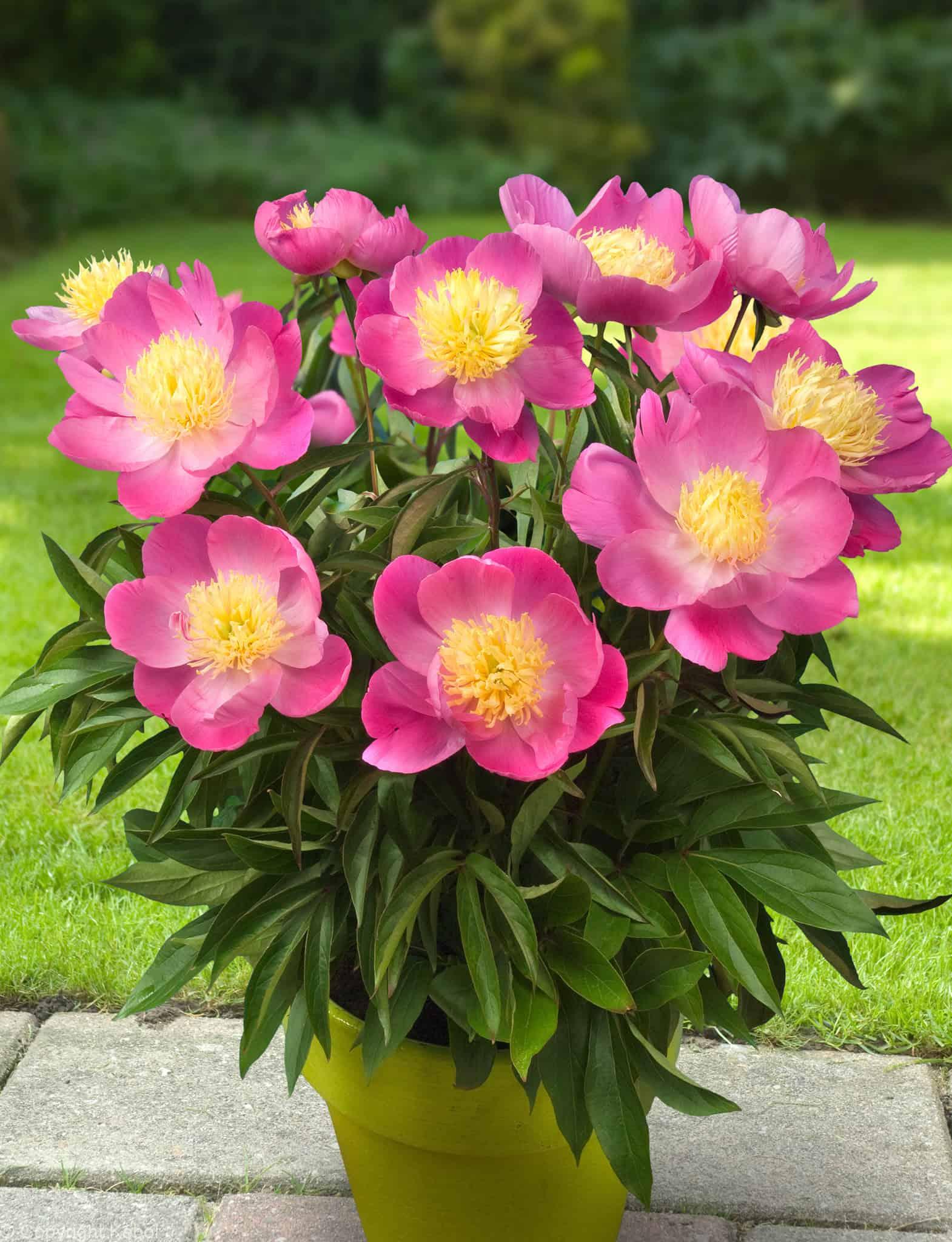 Paeonia lactiflora (S) Kiev - Bag