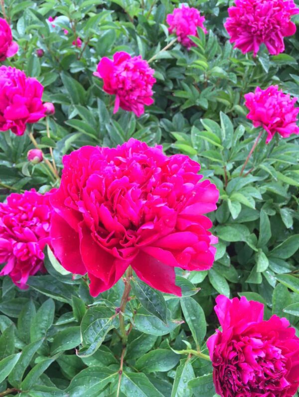 Paeonia Lady in Red