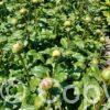 Paeonia lactiflora (D) Lemon Chiffon - Bag