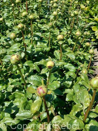 Paeonia lactiflora (D) Lemon Chiffon - Bag