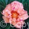 Paeonia itoh Lollipop - Bag