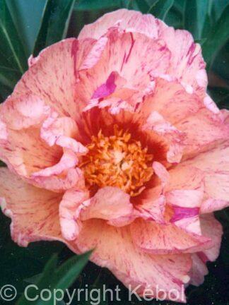 Paeonia itoh Lollipop - Case