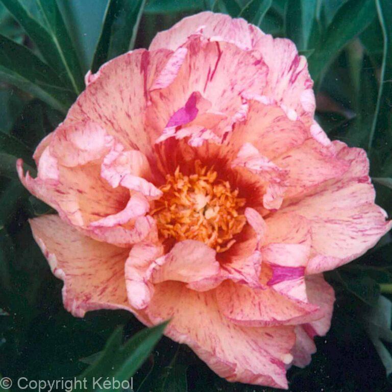 Paeonia itoh Lollipop - Bag
