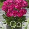 Paeonia lactiflora (D) London - Bag