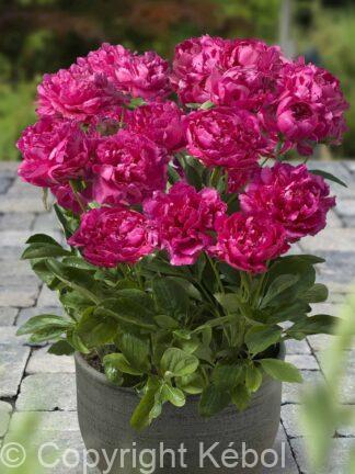 Paeonia lactiflora (D) London - Bag