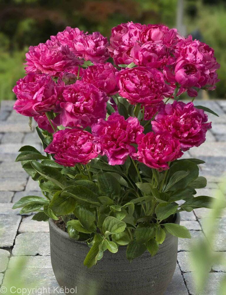 Paeonia lactiflora (D) London - Bag