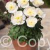 Paeonia lactiflora (S) Madrid - Bag